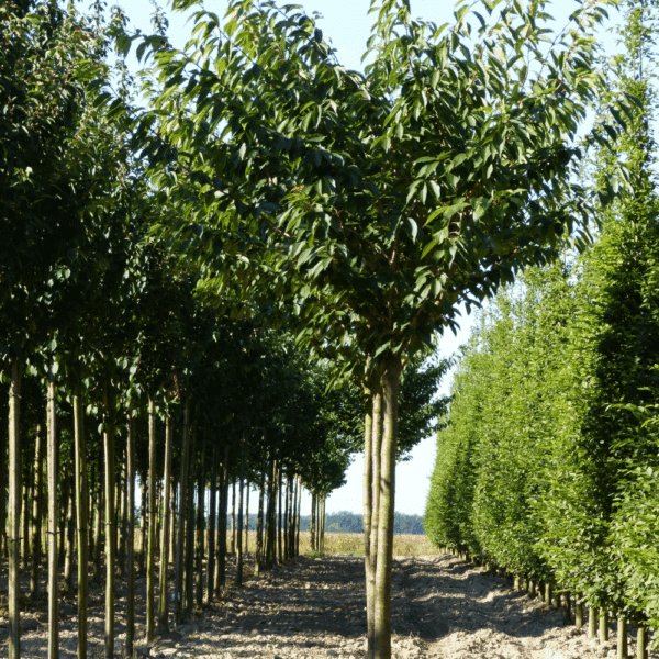 PRUNUS serrulata 'Kanzan' – Image 9