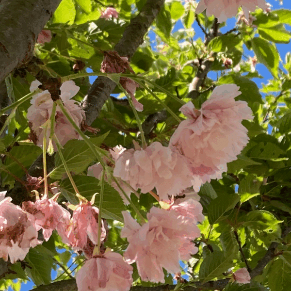 PRUNUS serrulata 'Pink Perfection' – Image 4