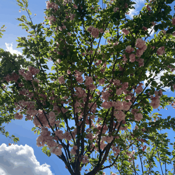 PRUNUS serrulata 'Pink Perfection' – Image 2