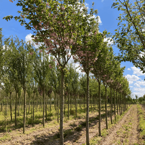 PRUNUS serrulata 'Pink Perfection' – Image 3