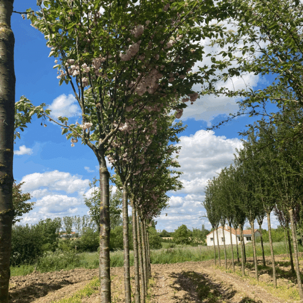PRUNUS serrulata 'Pink Perfection' – Image 6