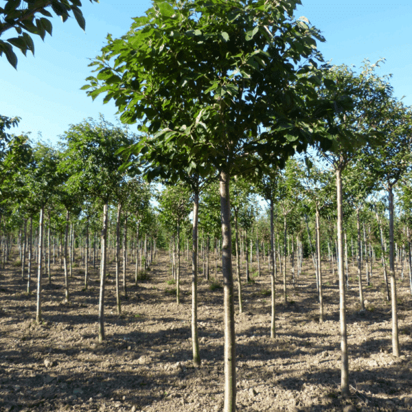 PRUNUS serrulata 'Pink Perfection' – Image 5
