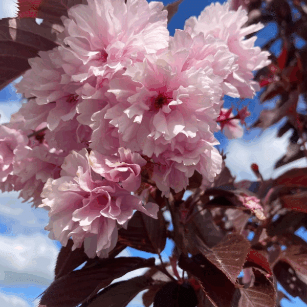 PRUNUS serrulata 'Royal Burgundy' – Image 5