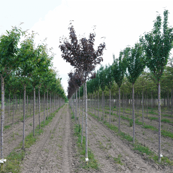 PRUNUS serrulata 'Royal Burgundy' – Image 6