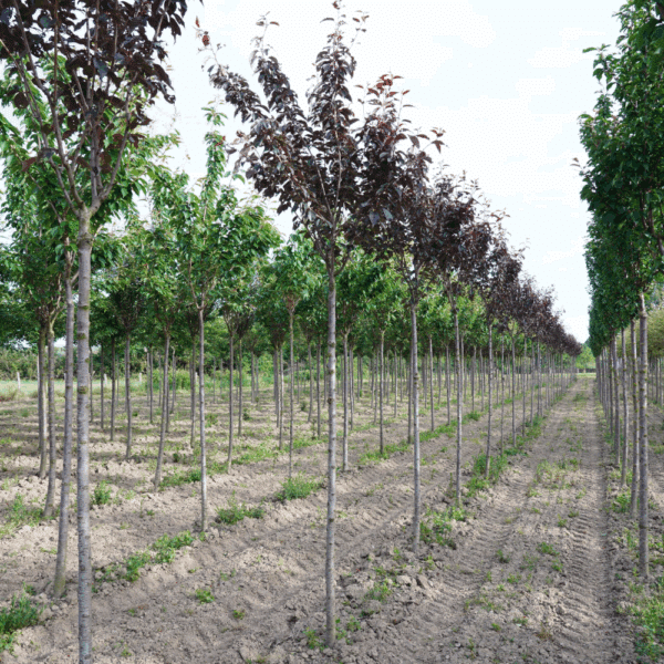 PRUNUS serrulata 'Royal Burgundy' – Image 2