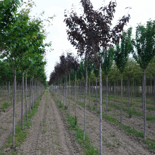 PRUNUS serrulata 'Royal Burgundy' – Image 4