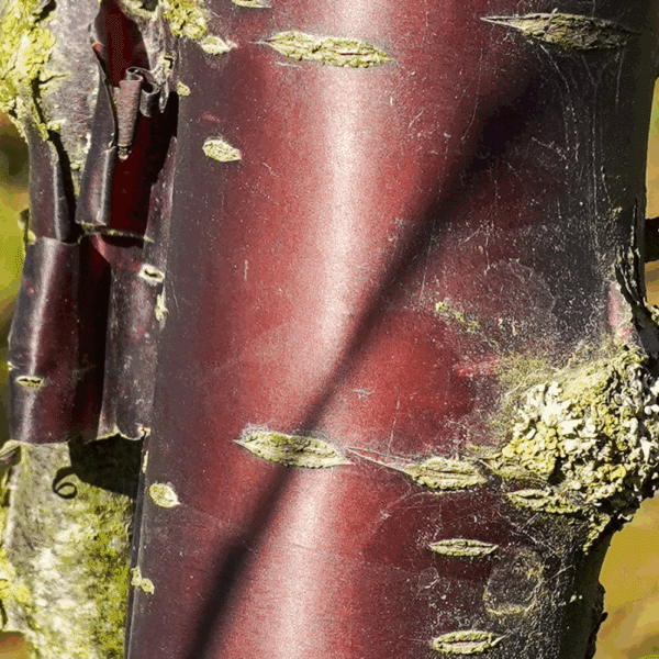 PRUNUS serrula 'Serrulata' – Image 6