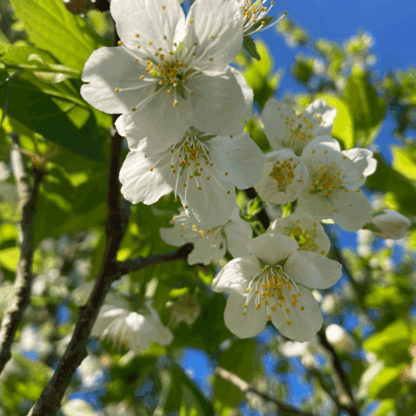 PRUNUS serrula 'Serrulata'