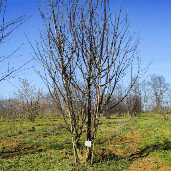 PRUNUS serrula 'Serrulata' – Image 3