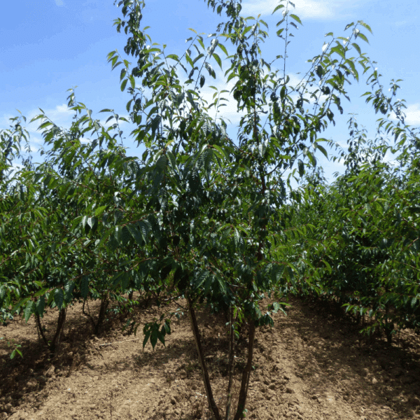 PRUNUS serrula 'Serrulata' – Image 8
