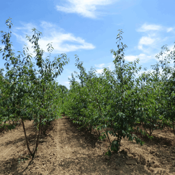 PRUNUS serrula 'Serrulata' – Image 7