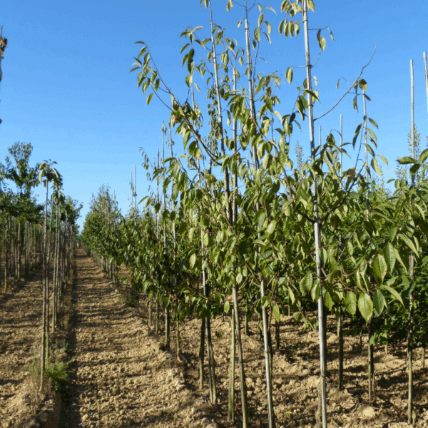PRUNUS serrula 'Serrulata' – Image 5