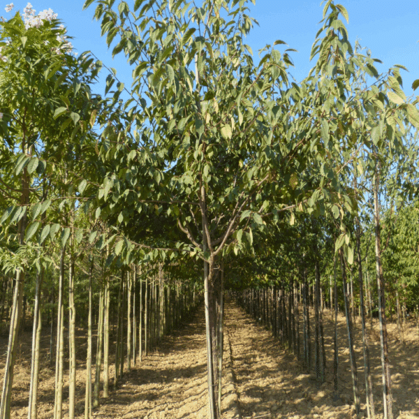 PRUNUS serrula 'Serrulata' – Image 2