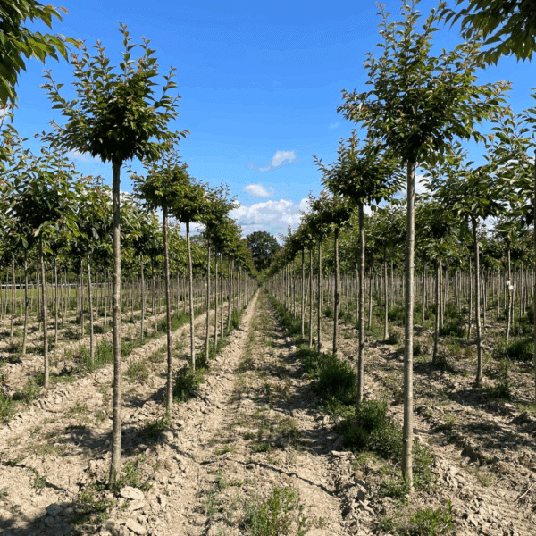 PRUNUS serrulata 'Shirotae' – Image 9