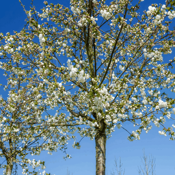 PRUNUS serrulata 'Shirotae' – Image 2
