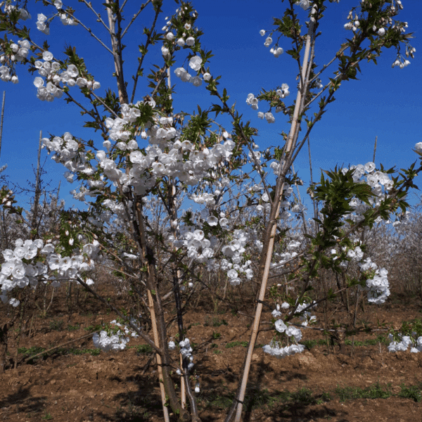PRUNUS serrulata 'Shirotae' – Image 5