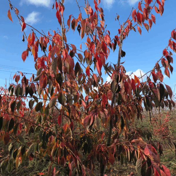 PRUNUS serrulata 'Shirotae' – Image 8