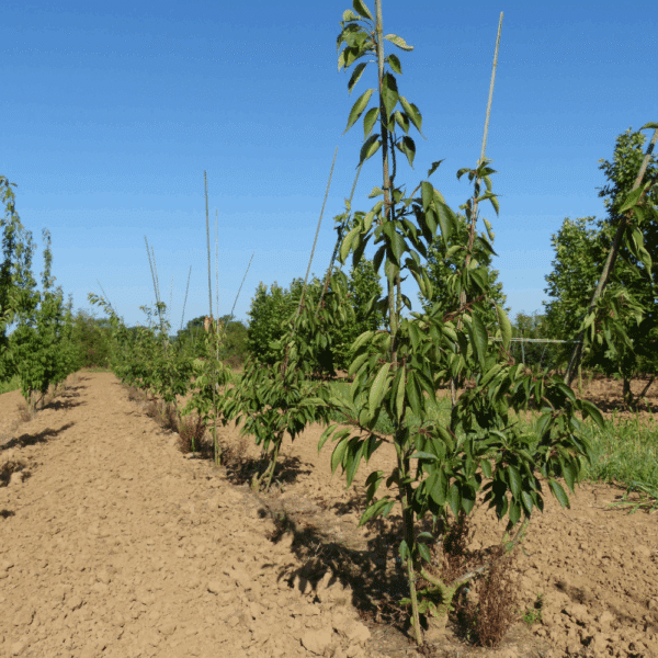PRUNUS serrulata 'Shirotae' – Image 6
