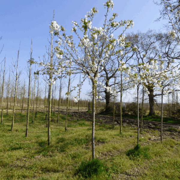 PRUNUS serrulata 'Shirotae' – Image 4