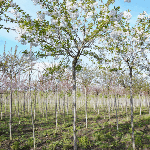 PRUNUS serrulata 'Shirotae' – Image 7