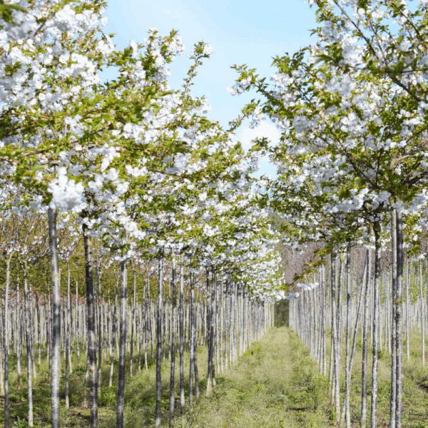 PRUNUS serrulata 'Shirotae' – Image 3