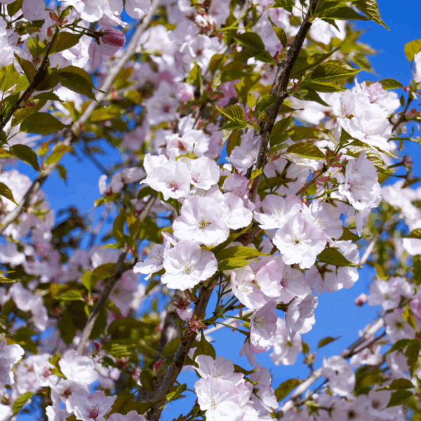 PRUNUS serrulata 'Sunset Boulevard' – Image 3