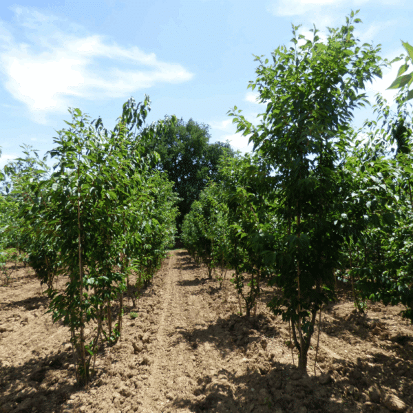 PRUNUS serrulata 'Sunset Boulevard' – Image 5