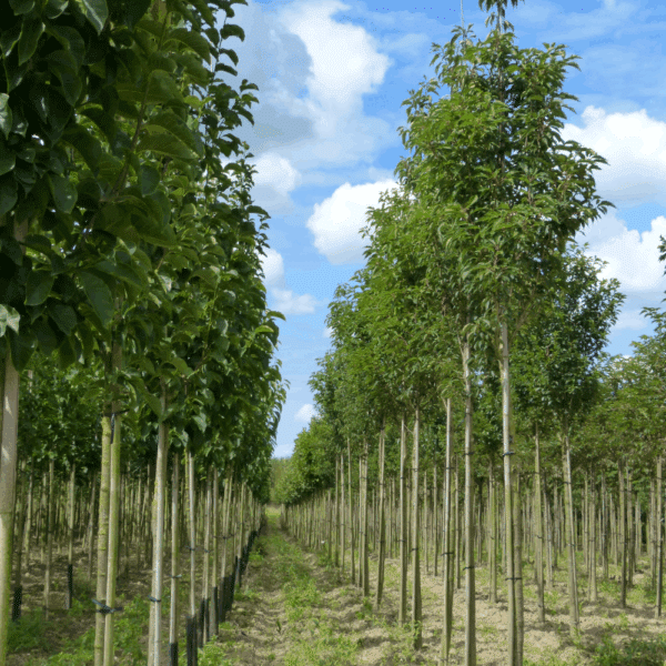 PRUNUS serrulata 'Sunset Boulevard' – Image 7
