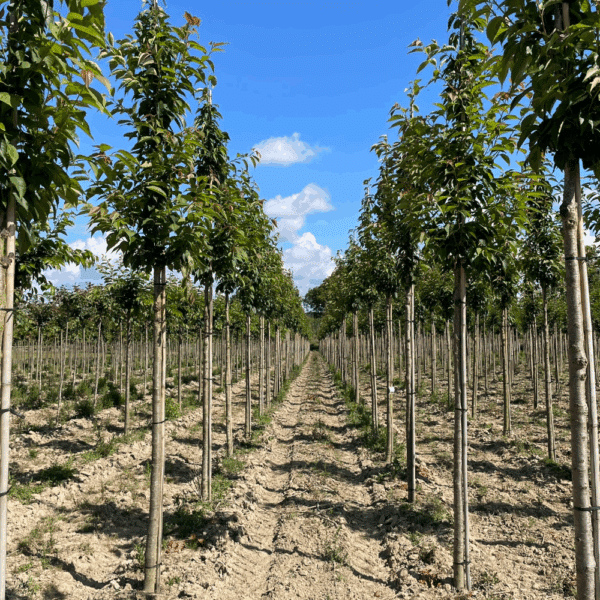 PRUNUS serrulata 'Sunset Boulevard' – Image 4