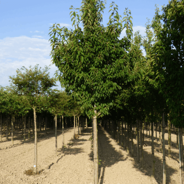 PRUNUS serrulata 'Sunset Boulevard' – Image 8