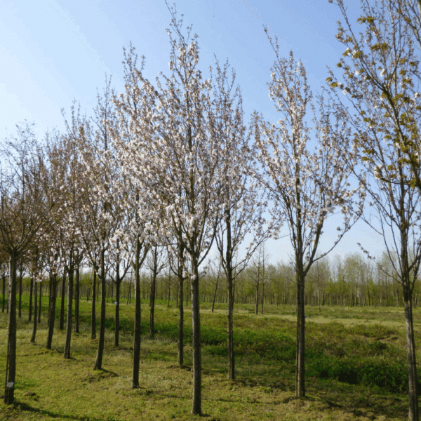 PRUNUS serrulata 'Sunset Boulevard' – Image 2