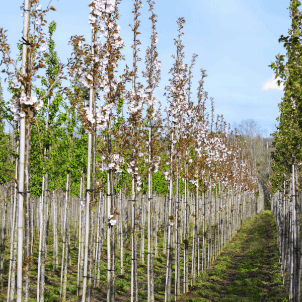 PRUNUS serrulata 'Sunset Boulevard' – Image 6
