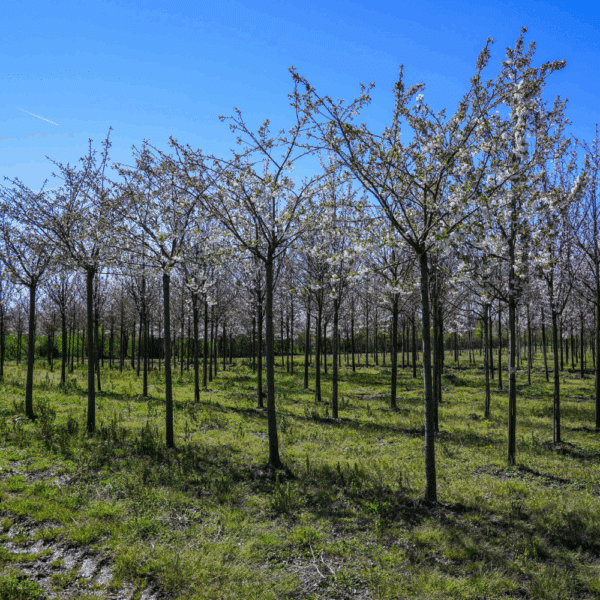 PRUNUS serrulata 'Taihaku' – Image 5
