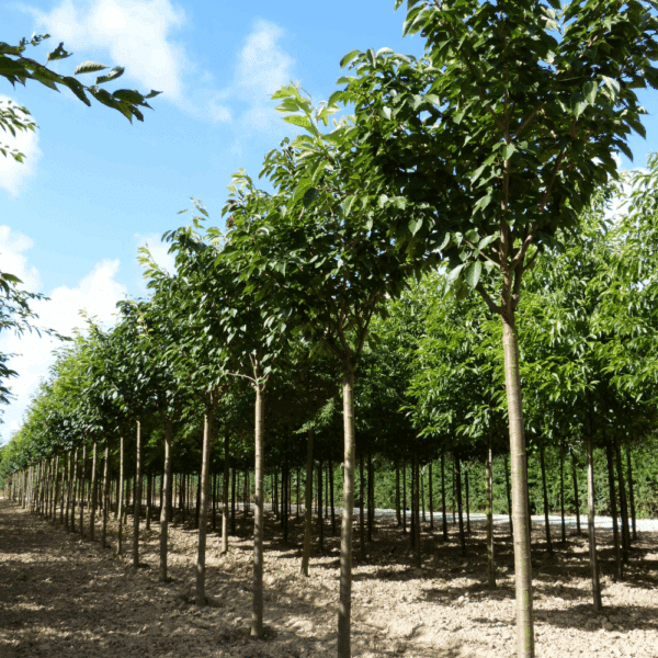 PRUNUS serrulata 'Taihaku' – Image 4