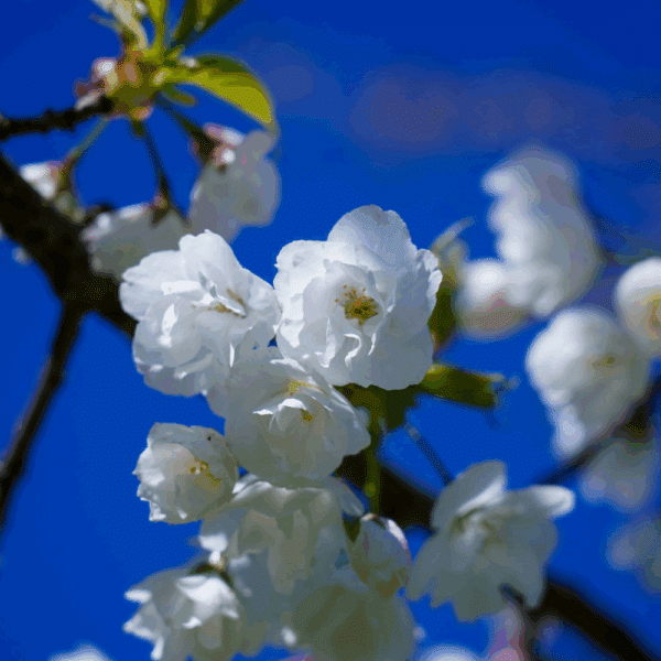PRUNUS serrulata 'Taihaku' – Image 3