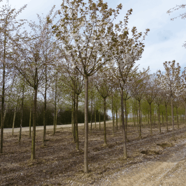 PRUNUS serrulata 'Taihaku' – Image 10
