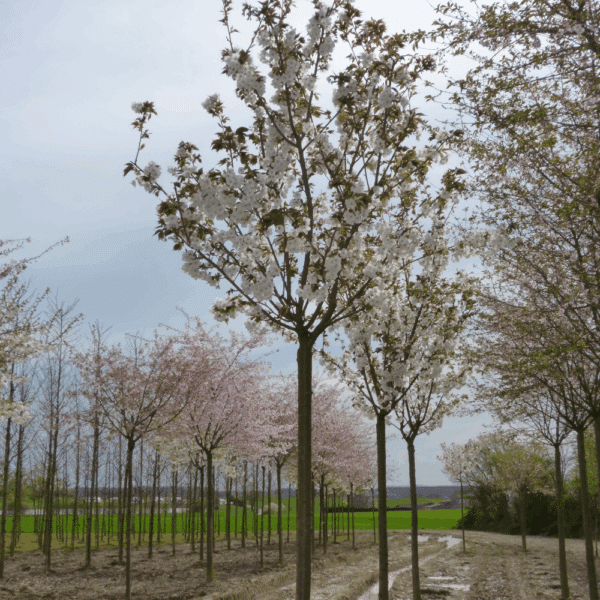 PRUNUS serrulata 'Taihaku' – Image 6