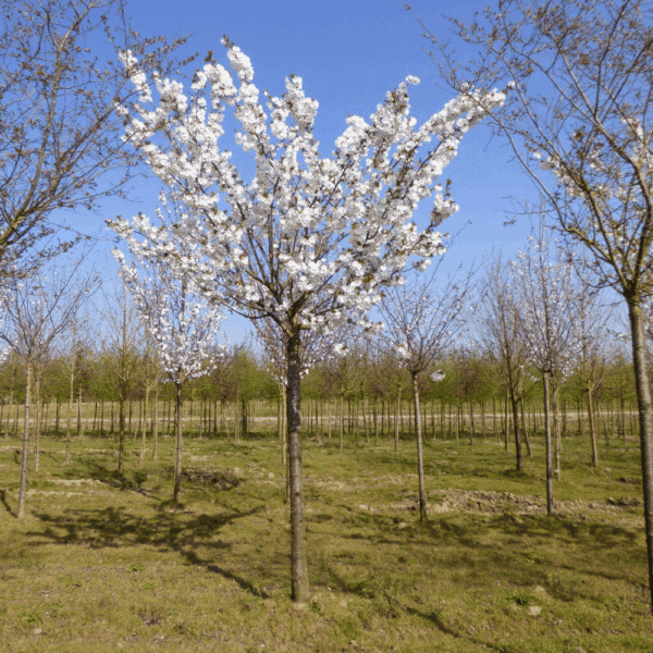 PRUNUS serrulata 'Taihaku' – Image 2