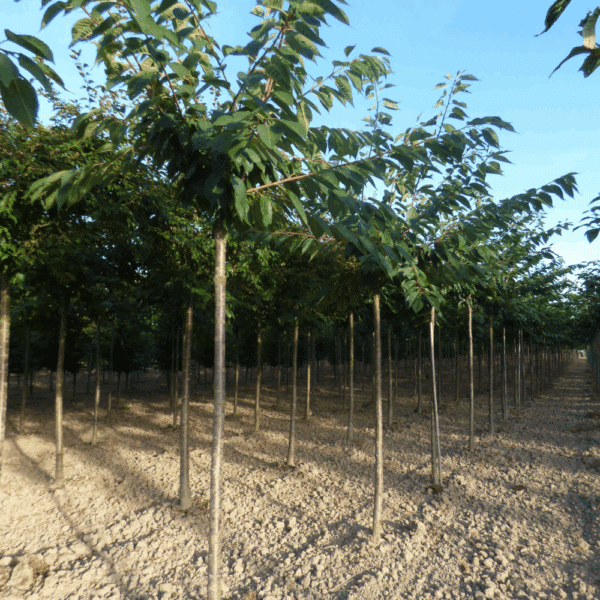 PRUNUS serrulata 'Taihaku' – Image 9