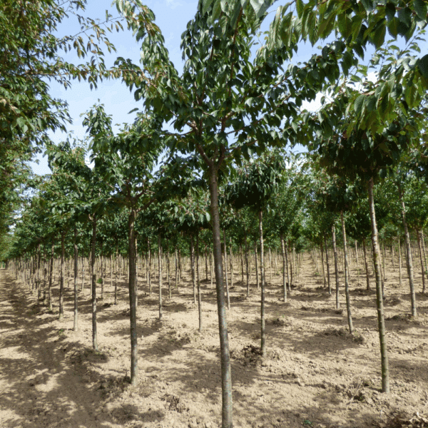 PRUNUS serrulata 'Taihaku' – Image 7