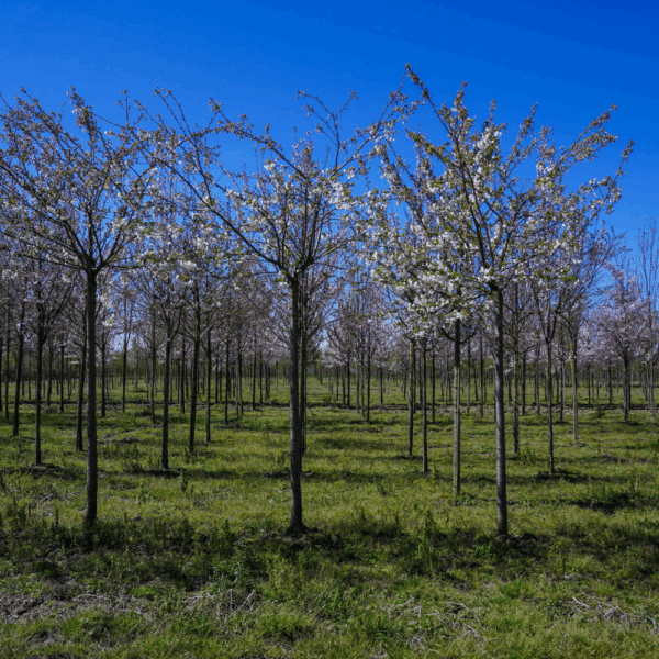 PRUNUS serrulata 'Taihaku' – Image 8
