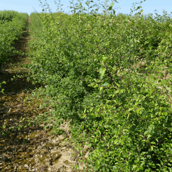 PRUNUS spinosa – Image 2