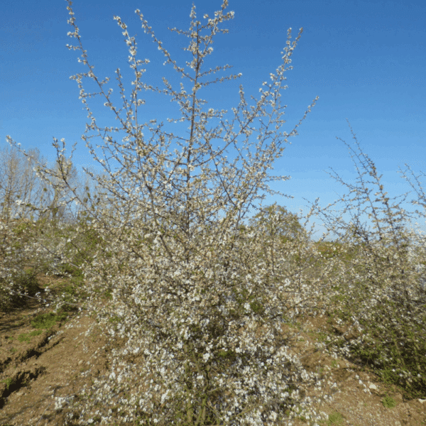 PRUNUS spinosa