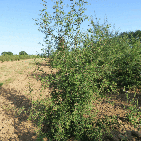 PRUNUS spinosa – Image 4