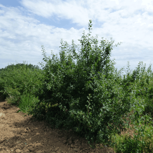 PRUNUS spinosa – Image 3