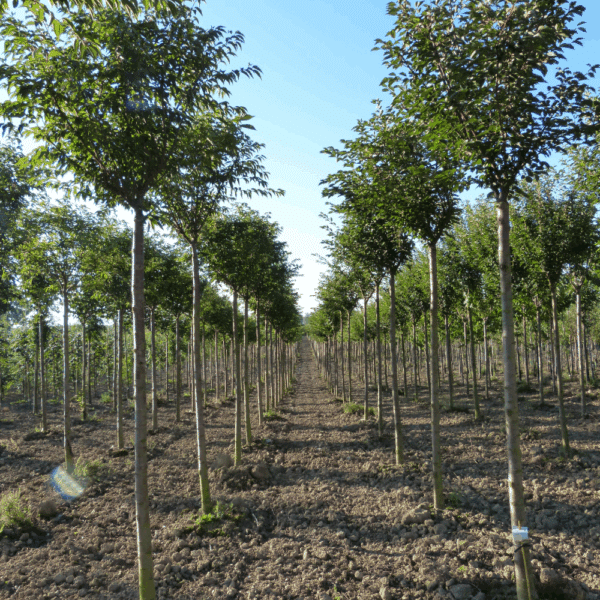 PRUNUS x subhirtella 'Autumnalis' – Image 8