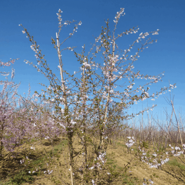 PRUNUS x subhirtella 'Autumnalis' – Image 2
