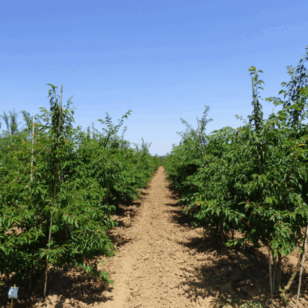 PRUNUS x subhirtella 'Autumnalis' – Image 7