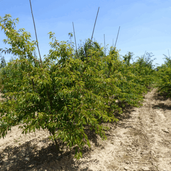 PRUNUS x subhirtella 'Autumnalis' – Image 6