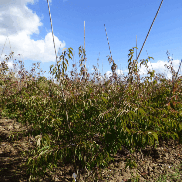 PRUNUS x subhirtella 'Autumnalis' – Image 4